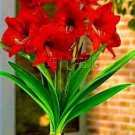 True Amaryllis Bulb, Dark Red FlowersItem NO.: CO-1741 True Amaryllis Bulb, Dark Red FlowersItem NO.: CO-1741