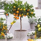 Edible Dwarf Orange Tree, Fruit Mandarin Seed Tree, Citrus Seed Mandarin OrangeItem NO.: CO-1740