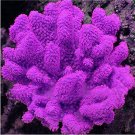 1000 PCS Aquarium Plant Seeds Fish Tank Moss Fern Aquatic Seeds Landscape Decoration Grass Item NO.: 1000 PCS Aquarium Plant Seeds Fish Tank Moss Fern Aquatic Seeds Landscape Decoration Grass Item NO.: