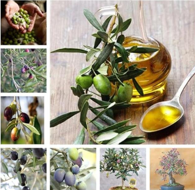 2 PCS Mini Dwaf Garden Olive Tree SeedsItem NO.: CO-1739