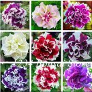 100 pcs/Bag Mixed Color Flower Petunia Bonsai Exotic Bonsai Flowers Hanging Petunia Petals Flower Fl