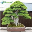 Bonsai 30 Pcs Japanese Red Cedar - Cryptomeria Japonica - Bonsai Tree Evergreen Bonsai Home Gardenin