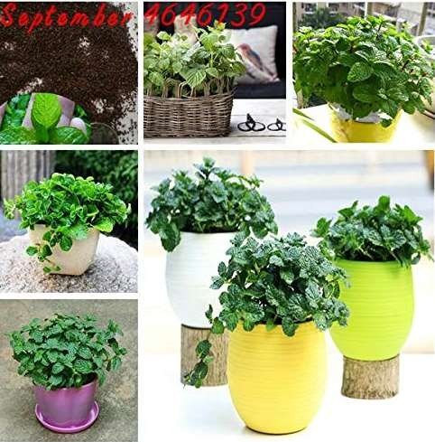 200pcs Cat Mint Aromaticpotted Plants Catnip Flores Heirloom Spearmint Herb plantas Aromatic Catnip 