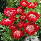20pcs Rare Double Peony Seed Multicolor Perennial Peony Flowers Chinese Paeonia Suffruticosa Plants 