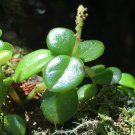 100% Real Japanese Rare Rotundifolia Sen Nanyang Tree Bonsai 50 /Pack, Polyscias Balfouriana Bailey,