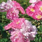 Rose multiflora Nana Perpetua 'Garden Party' Hardy Shrub SeedsItem NO.: CO-1732