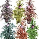 50 Pcs Chinese Ficus Benjamina Bonsai Tree Plants Flowers Potted Bonsai Variety Complete DIY Home Ga