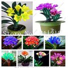 100 pcs Clivia Miniata Plant Gorgeous Bonsai Rare Bush Lily Flower Bonsai DIY Home Garden with High 100 pcs Clivia Miniata Plant Gorgeous Bonsai Rare Bush Lily Flower Bonsai DIY Home Garden with High