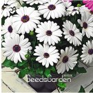 Promotion! 100 Pieces/Pack African Blue Eyed Daisy Plantas Osteospermum Plants Garden Plant Bonsai M