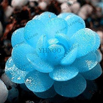40pcs/Bag Rare Mini Blue lithops Plant Succulent Flores Ass Flower plantas Stone Bonsai for DIY Home