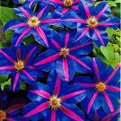100 Clematis Bonsai Clematis Montana Mayleen Garden Pink Vine Flowers Plant Flores Vines Climbing Pl