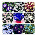 100 Pcs/Bag Morning Glory Seeds Rare Star Blue Bonsai Garden and Patio Potted Plant Morning Glory Fl