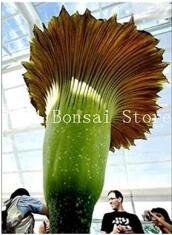 100 Pcs Cut Corpse Bonsai Flower Garden Perennial Potted Plants Indoor Aerobic Corpse Plant Flower P