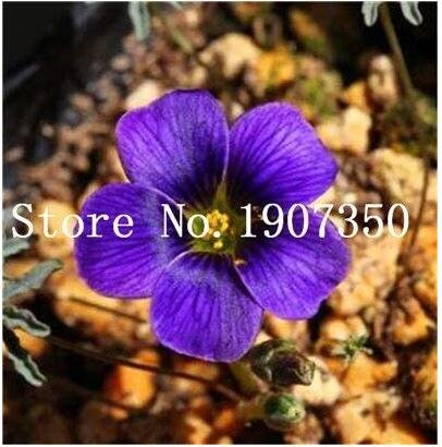 100PCS Rare Exotic Rainbow Oxalis Wood Sorrel Flower Bonsai Plants Oxalis Purple Shamrock Clover Per