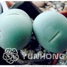 100PCS Ball Conophytum vanzylii Cactus Bonsai Rare Succulent Plant Bonsai Celestial Flower Pot plant