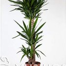 Bonsai Tree Yucca Bonsai, DIY Potted Plants, Indoor/Outdoor Pot Bonsai Germination Rate of 95% Mixed