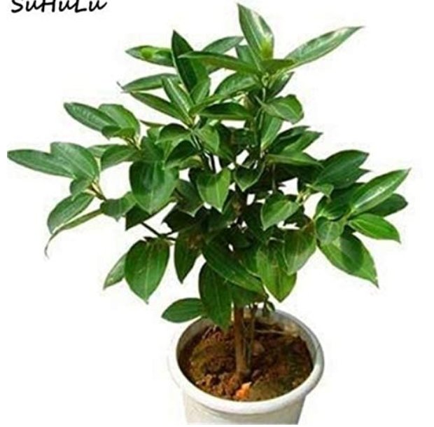 20 pcs Cinnamon Bonsai Evergreen Tree Potted Plant for Home Garden, Indoor Grove Mini Forest Ornamen