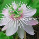 20 Pcs Seed Passion Flower, Passiflora Incarnata Certified Pure Live,Tropical Flower True Native Pot