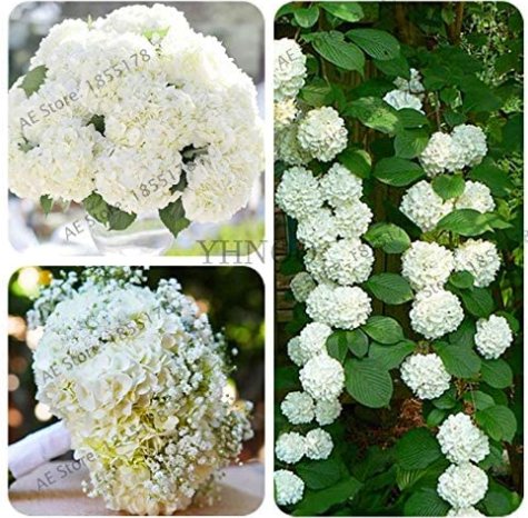 20 Pcs Genuine Climbing White Hydrangea Flores Hydrangea Flowers plantas Wedding Flowers, Bonsai Pla