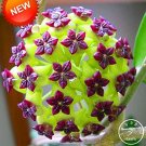 Time-Limit Hoya Flores,Potted Flowers Bonsai Plants Hoya plantas, Orchid Plante DIY Home Garden 100 