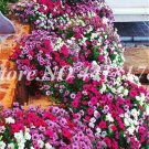 200 pcs/Bag Hybrida Color Petunia Hanging Charming Bonsai Potted Ornamental Flower Outdoor Garden Fl