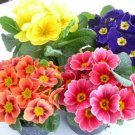 100PCS European Primrose Flower Seeds Mixed ColorsItem NO.: SH10261C