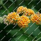 New Arrival 50pcs/lot Imported Butterfly Bush Bonsai Buddleia Davidii Mix Flower Bonsai Home Garden 
