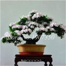 100 Pcs Azalea Bonsai Easy to Grow Rhododendron Flower Bonsai Family & Garden Flower Rare Plant DIY 