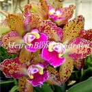 100 pcs Japanese Plant Orchid Bonsai Flores World's Rare Orchid Species Flowers Orchidee for Garden 