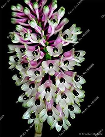 100 Pcs/Bag Multi Color Dendrobium Orchids Bonsai Tree Very Easy Grow Home & Garden Building Flower 