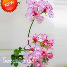 Kasuki New Fresh A Package 20 Pieces White & Red Edge Geranium Bonsai, Perennial Flower Garden Pelar