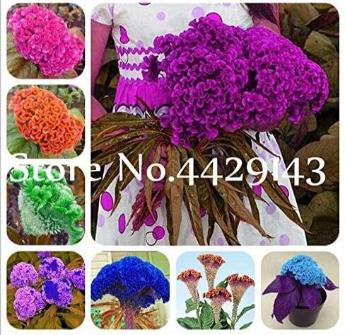 200PCS Colorful Pteris Cockscomb (Celosia Spicata) Bonsai FlowersItem NO.: SH723Q