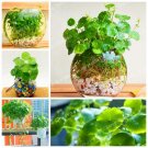 30 Pcs Hydrocotyle Vulgaris Aquatic Plants Money Grass Coins Grass Bonsai Plant for Home Garden Easy