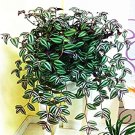 100 Pcs Zebrina pendula Schnizl Bonsai Garden Perennial Plants Rare Beautiful Grass Bonsai for Home 