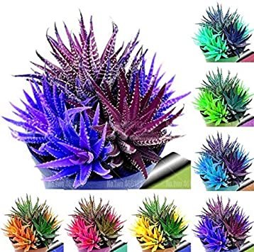 100Pcs/bag Rare Rainbow Aloe Vera Bonsai Flowers Perfect Color Succulents Plant Bonsai Plants for Ho