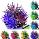 100Pcs/bag Rare Rainbow Aloe Vera Bonsai Flowers Perfect Color Succulents Plant Bonsai Plants for Ho