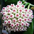 Flower Bonsai Hoya Kerrii Bonsai (December Orchid) Family Bonsai Garden Supplies 100PCS / Bag - (Col