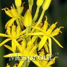 100 Mixed Angels Yellow Asphodel Bonsai,Yellow Asphodel Beautiful, Rare,Easy Growing DIY Home Garden