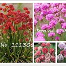 50 Pcs/Lot Armeria Maritima Bonsai Thrift, Mix Colors Seagrass Easy to Grow for Home Garden Planting