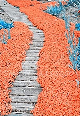 Rainbow Creeping Thyme Plants Blue Rock CRESS Plants - Perennial Ground Cover Flower,Natural Growth 