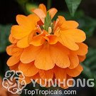 100 Pcs A Pack Rare Crossandra Infundibuliformis Grow Plant lings Bonsai Crossandra Infundibuliformi