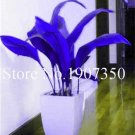 100 pcs Coloful Hosta Plants Perennials Lily Flower Full Shade Hosta Flower, Grass Bonsai, Ornamenta