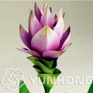 100pcs Curcuma Alismatifolia Bonsai Herb Plant SeedsItem NO.: SH800Q