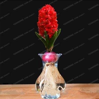 1PC True Hyacinth BulbItem NO.: SH801Q