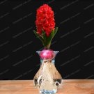 1PC True Hyacinth BulbItem NO.: SH801Q