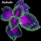 100PCS Janpanese Bonsai Coleus Plant Rainbow Dragon Foliage Plant SeedsItem NO.: SH802Q