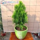 50pcs Cypress Trees Platycladus Orientalis Oriental Arborvitae Plants Conifer Bonsai DIY Home Garden