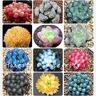 100 Pcs Rainbow YuLu Bonsai, Potted Succulents Fleshy Shining Green Plants Haworthia Cooperi Yulu Fl