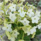 200pcs/lot Nicotiana Alata -s Home Garden Multi-Color Optional YR - (Color: 2)Item NO.: SH816Q