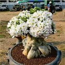 100% True White Desert Rose Bonsai Ornamental Plant Balcony Bonsai Potted Beautiful Flower Adenium O